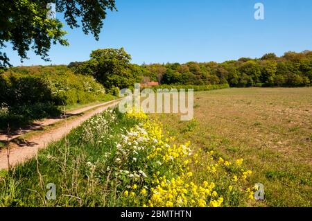 Blumen am Rande einer Norfolk-Landstraße im Frühjahr. Stockfoto