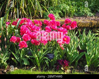 Massenbepflanzung von lebendigen rosa Tulpenvielfalt, Chato, im Chenies Manor versunkenen Garten im April. Stockfoto