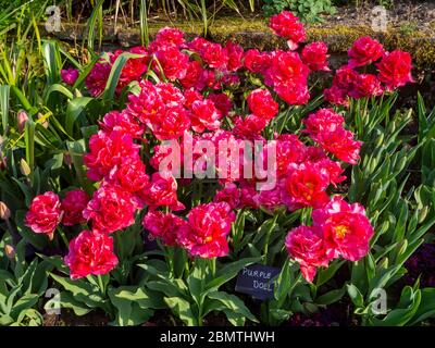 Massenbepflanzung von lebendigen rosa Tulpenvielfalt, Chato, im Chenies Manor versunkenen Garten im April. Stockfoto