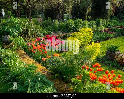 Chenies Manor versunkener Garten mit lebhaften, bunten Tulpen aus Orange, Rot durch den späten Nachmittag Sonnenlicht verstärkt. Stockfoto