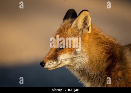 Berlin, Deutschland. April 2020. Ein Rotfuchs streift auf der Suche nach Nahrung durch den Grunewald. Quelle: Ingolf König-Jablonski/dpa-Zentralbild/ZB/dpa/Alamy Live News Stockfoto