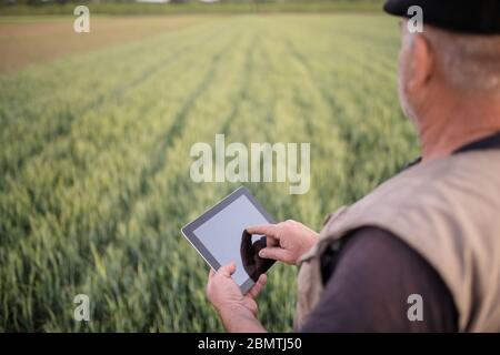 Landwirt in einem Weizenfeld Überprüfung Ernte. Landwirtschaftliches Konzept. Nutzt intelligente Technologie Stockfoto