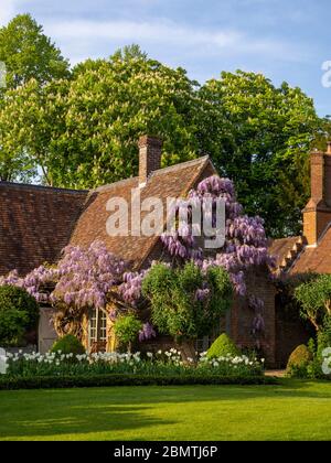 Wisteria sinensis im Garten Zimmer im Chenies Manor im April.schöne pastellfarbene lila Blüten auf einem Kletterer trainiert alten Ziegelwok. Stockfoto