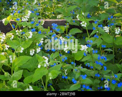 Wilde Blumen am Zaun bei Chenies. Weiße Beinwell und grüne Alkanet in Blüte. Stockfoto