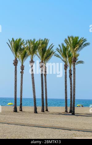 Oase einer großen Gruppe von Palmen am Strand von Roquetas de Mar. 14. August 2019. Roquetas de Mar Almeria. Spanien. Reisen Tourismus Feiertage Stockfoto