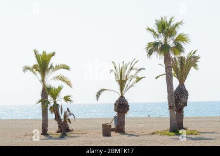 Komplett Leerer Strand Aufgrund Des Alarmzustandes Mit Drei Palmen Am Roquetas De Mar Strand. 14. August 2019. Roquetas De Mar Almeria. Spanien. Stockfoto