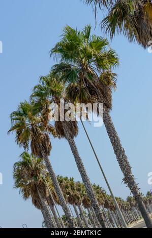 Geneigte Ebene einer endlosen Reihe von Palmen perfekt auf der Strandpromenade von Roquetas de Mar getrennt. 14. August 2019. Roquetas de Mar Almeria Stockfoto