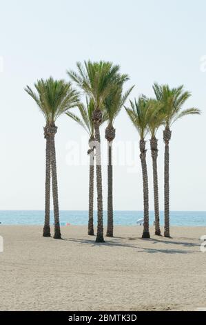Oase einer großen Gruppe von Palmen am Strand von Roquetas de Mar. 14. August 2019. Roquetas de Mar Almeria. Spanien. Reisen Tourismus Feiertage Stockfoto