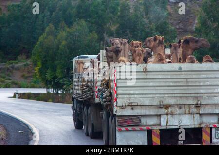 Mekele, Äthiopien - Nov 2018: LKW voller Kamele, die auf der Straße in der äthiopischen Landschaft transportiert werden Stockfoto