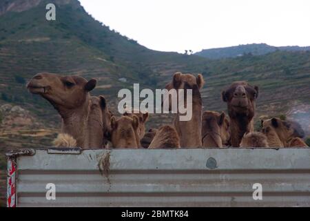 Mekele, Äthiopien - Nov 2018: LKW voller Kamele, die auf der Straße in der äthiopischen Landschaft transportiert werden Stockfoto