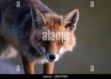 Berlin, Deutschland. April 2020. Ein junger Rotfuchs schaut direkt in die Kamera am Wannsee. Quelle: Ingolf König-Jablonski/dpa-Zentralbild/ZB/dpa/Alamy Live News Stockfoto