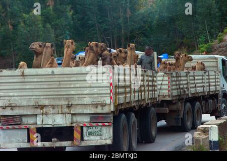 Mekele, Äthiopien - Nov 2018: LKW voller Kamele, die auf der Straße in der äthiopischen Landschaft transportiert werden Stockfoto