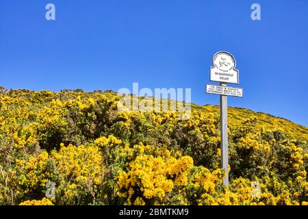 Manx National Trust Schild bei Maughold Head gegen blauen Himmel und gelben Gau Stockfoto