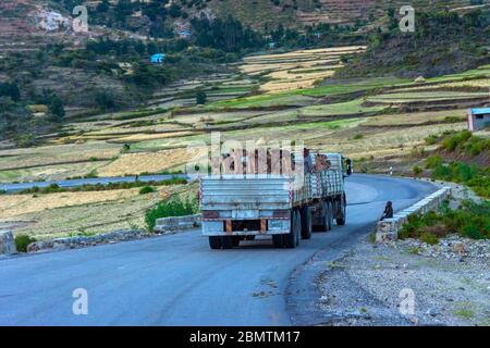 Mekele, Äthiopien - Nov 2018: LKW voller Kamele, die auf der Straße in der äthiopischen Landschaft transportiert werden Stockfoto