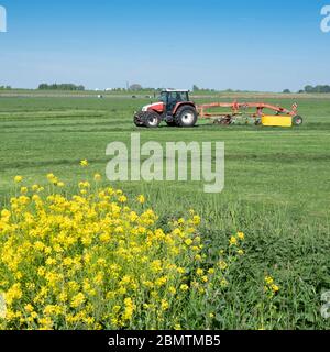 Traktor mit Graswender auf grüner Wiese unter blauem Himmel in holland Stockfoto