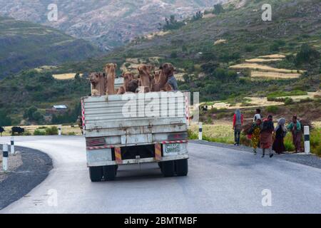 Mekele, Äthiopien - Nov 2018: LKW voller Kamele zum Transport und Menschen zum Holztransport in der äthiopischen Landschaft Stockfoto