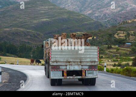 Mekele, Äthiopien - Nov 2018: LKW voller Kamele, die auf der Straße in der äthiopischen Landschaft transportiert werden Stockfoto