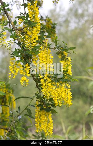 Laburnum Baum blühend im Frühling. Stockfoto