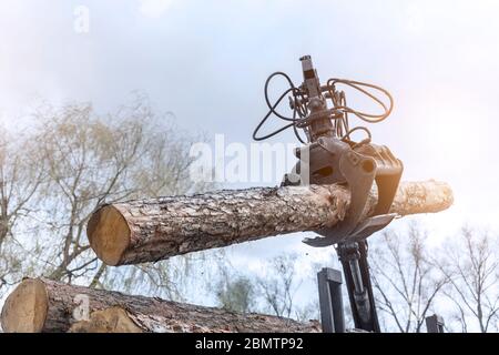 Laden schweren Flurförderzeug Anhänger mit großen Holz Kiefer, Fichte, Zeder Protokolle von Kran Greifer Traktor Maschine. Pfahl Nadelholz Versand Stockfoto