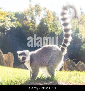 Ring taillierter Lemur auf Wiese, beleuchtet von der Nachmittagssonne Stockfoto