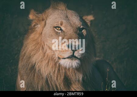 Dominanter männlicher Löwe, Porträt aus Botswana, Okavango Delta Stockfoto