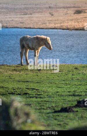 Ein Bodmin Pony Fohlen, das in einem Feld in der Nähe Des Crowdy Reservoirs in Cornwall steht. Stockfoto