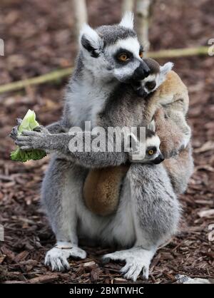 Zwillingsschwanzlimourjunge Klammern sich an den Rücken ihrer Mutter im Tayto Park - Theme Park und Zoo in Co. Meath. Stockfoto