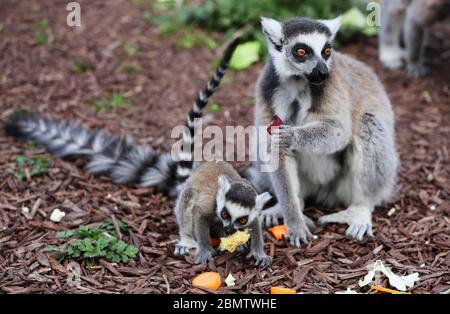 Einer der Zwillingsschwanz-Lemur-Welpen und seine Mutter während der Fütterungszeit im Tayto Park - Freizeitpark und Zoo in Co. Meath. Stockfoto