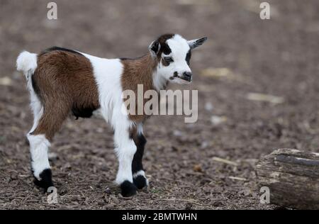 Eine 2 Wochen alte afrikanische Zwergziege im Tayto Park - Freizeitpark und Zoo in Co. Meath. Stockfoto