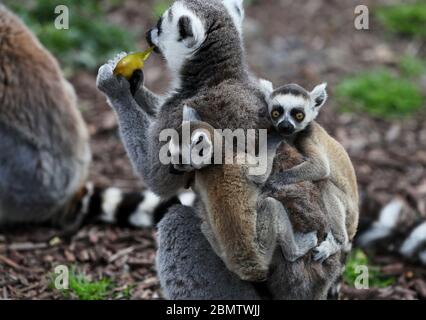 Zwillingsschwanzlimourjunge Klammern sich an den Rücken ihrer Mutter im Tayto Park - Theme Park und Zoo in Co. Meath. Stockfoto