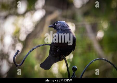 Ein Jackdaw Mitglied der Corvid Familie von Krähen. Stockfoto