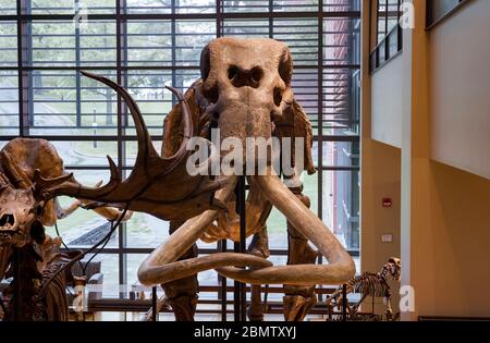 Ein Skelett eines kolumbianischen Mammuts (Mammuthus columbi) steht im Hauptsaal des Beneski Museum of Natural History am Amherst College, Amherst, MA Stockfoto