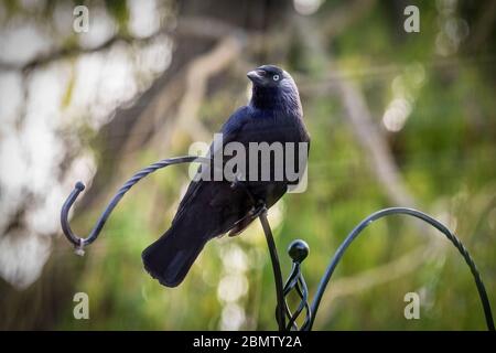 Ein Jackdaw Mitglied der Corvid Familie von Krähen. Stockfoto