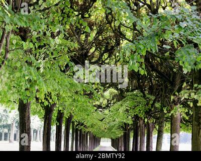 Schlosspark Brühl, Schloss Augustusburg, Brühl, NRW, Deutschland Stockfoto