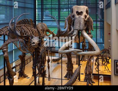 Ein Skelett eines kolumbianischen Mammuts (Mammuthus columbi) steht im Hauptsaal des Beneski Museum of Natural History am Amherst College, Amherst, MA Stockfoto