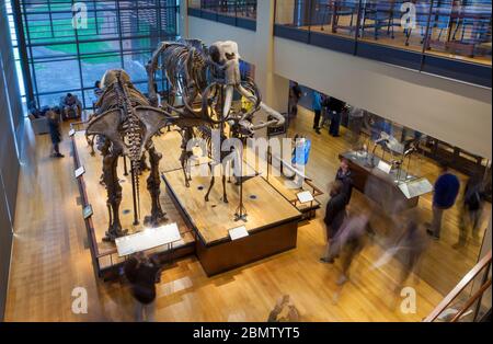 Skelette eines Mammuts und anderer eiskalter Säugetiere stehen in der Haupthalle des Naturkundemuseums des Amherst College, umgeben von Besuchern Stockfoto