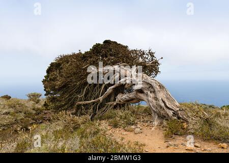 Schöne Landschaft mit altem Wind gebogenen Wacholder Baum auf der Insel El Hierro. Stockfoto