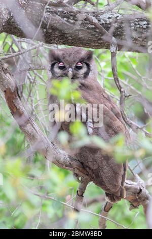 Verreaux's Eagle Owl (Bubo lacteus), Erwachsener, der tagsüber im Baldachin ruht, Mpumalanga, Südafrika Stockfoto