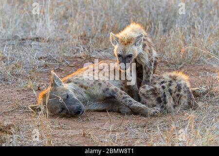 Gefleckter Hyena (Crocuta crocuta), ein erwachsenes Weibchen und zwei Junge, die sich ausruhen, Mpumalanga, Südafrika Stockfoto