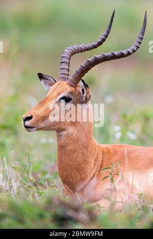 Impala (Aepyceros melampus), Erwachsene männliche Nahaufnahme, Mpumalanga, Südafrika Stockfoto