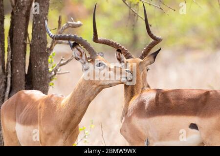 Impala (Aepyceros melampus), zwei Erwachsene Männchen in gegenseitiger Pflege, Mpumalanga, Südafrika Stockfoto