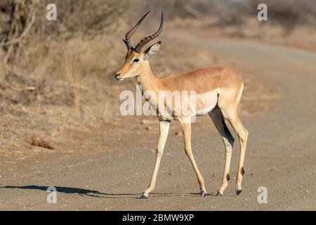 Impala (Aepyceros melampus), erwachsenes Männchen, das eine Straße überquert, Mpumalanga, Südafrika Stockfoto
