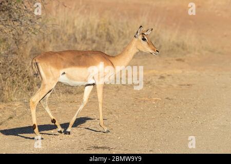 Impala (Aepyceros melampus), Seitenansicht eines erwachsenen Weibchens, das auf dem Boden steht, Mpumalanga, Südafrika Stockfoto