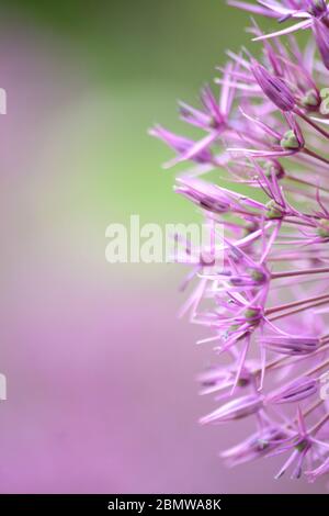 Nahaufnahme einer Allium-Blume (Allium cepa) Stockfoto