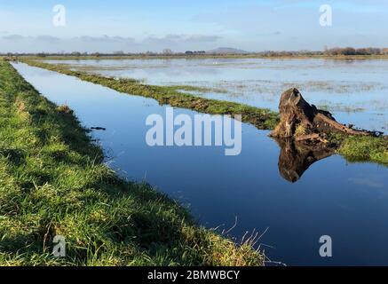 Überschwemmungen auf den Ebenen von Somerset Stockfoto