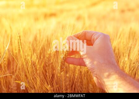 Agronom Landwirt Inspektion reifen Ähren auf dem Feld im warmen Sommer Sonnenuntergang. Landarbeiter Analyse Entwicklung von Getreide, in der Nähe von Stockfoto