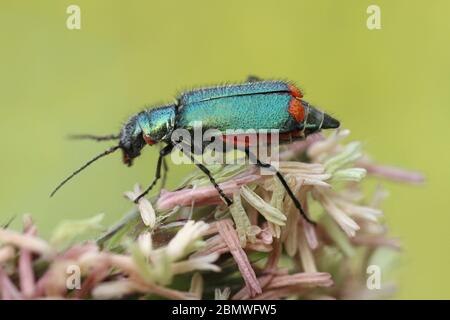 Blumenkäfer mit roter Spitze - Malachius bipustulatus Stockfoto