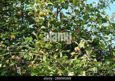 Wilde Äpfel, Krabbenäpfel mit Hagebutten. Englische Hecke. Stockfoto