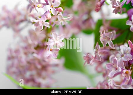 Glückwunschkarte aus der Nähe frisch Zweige von lila Blumen als natürlicher Rahmen auf einem verschwommenen Hintergrund, Kopierraum. Stockfoto