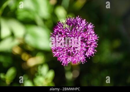 Allium hollandicum Purple Sensation Gartenpflanze manchmal als persische Zwiebel oder holländischen Knoblauch Foto von Simon Dack bekannt Stockfoto